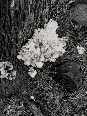 Fungus B&W