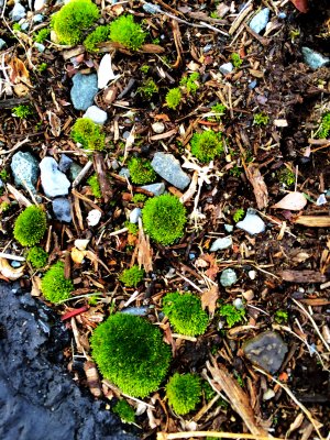 Moss