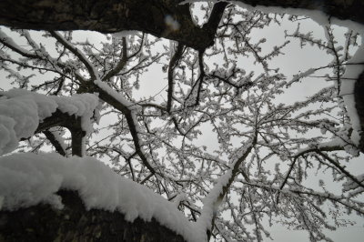 Snow Tree