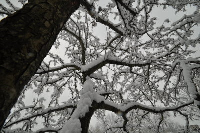Snow Branches