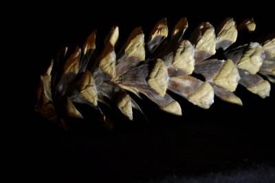 Cone