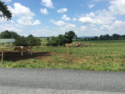 Non-conformist Dairy Cow - She is a fan of Henry David Thoreau