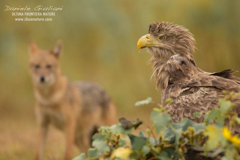 White-tailed eagle vs Golden Jackal