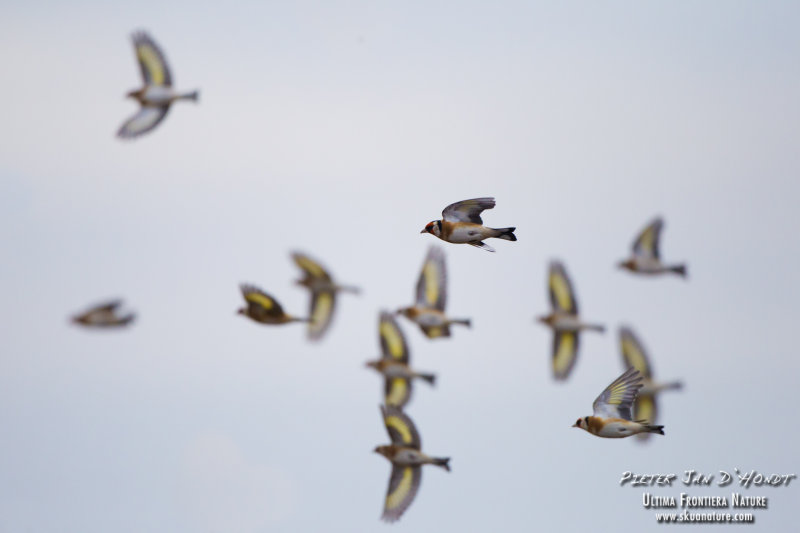 Goldfinches in flight