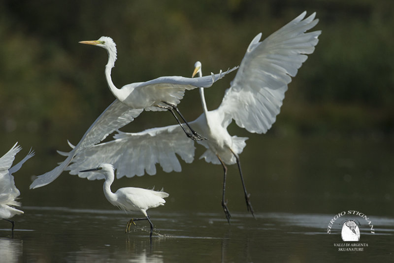 Great Egret