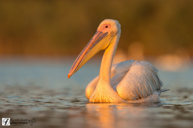 Great White Pelican