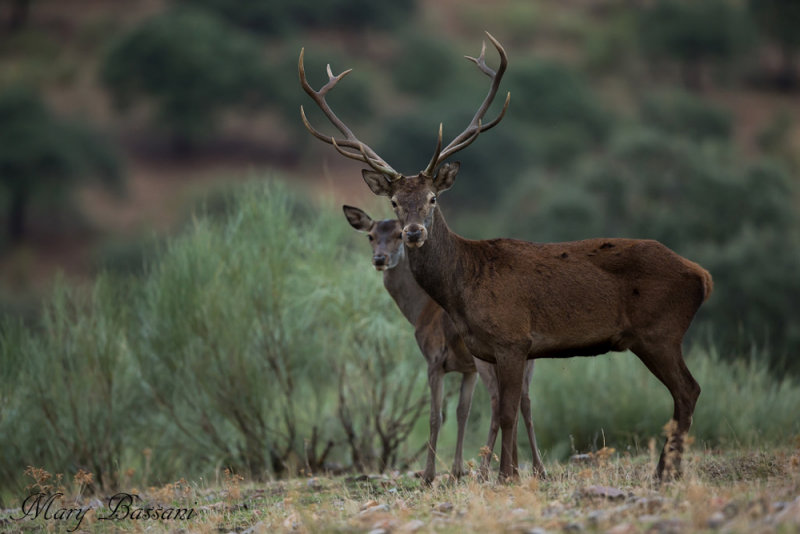 Spanish Deers