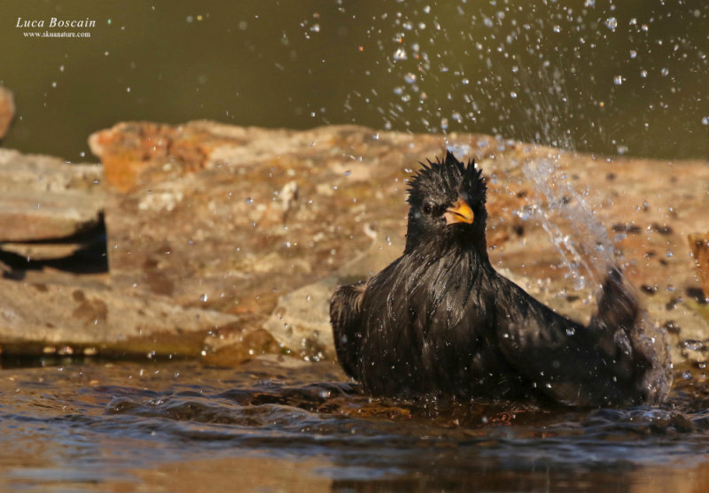 Spotless Starling