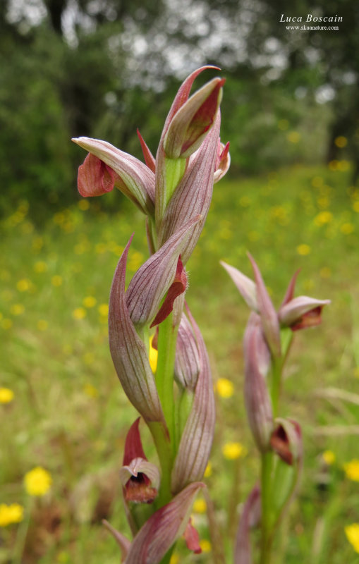 Serapias parviflora