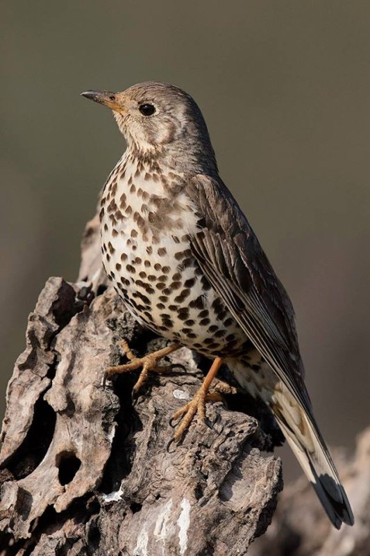 Mistle Thrush