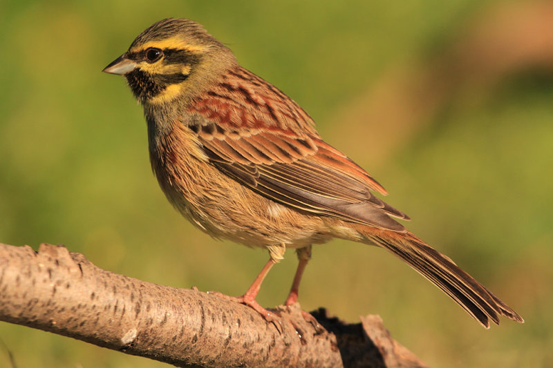 Cirl Bunting