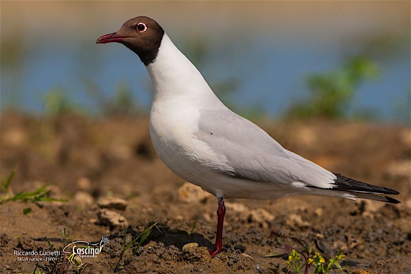 Black-headed Gull