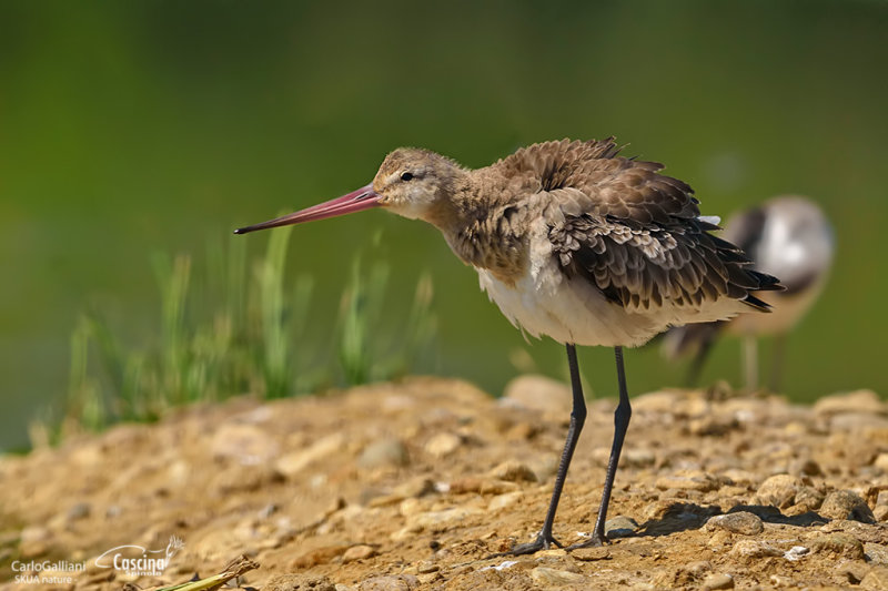 Black-tailed Godwit