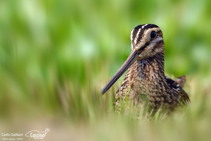 Common Snipe