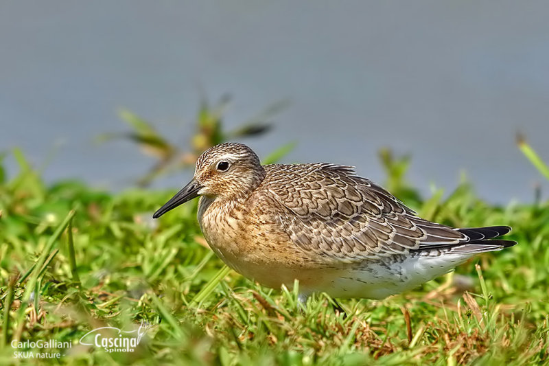 Red Knot