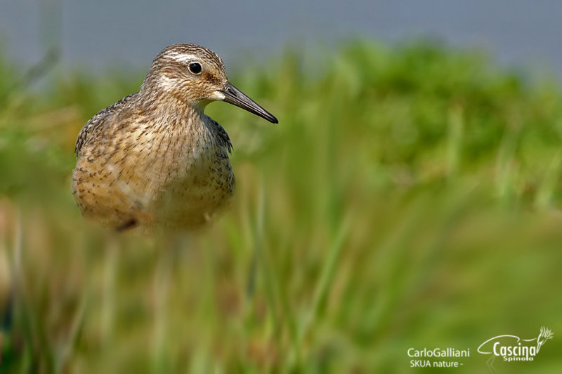 Red Knot