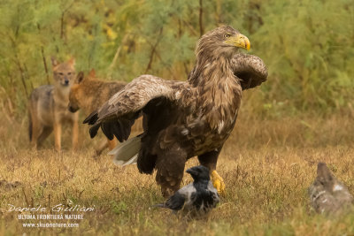 White-tailed eagle vs Golden Jackal