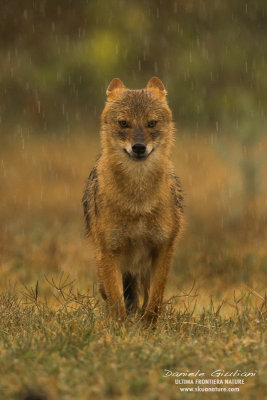 Golden Jackal