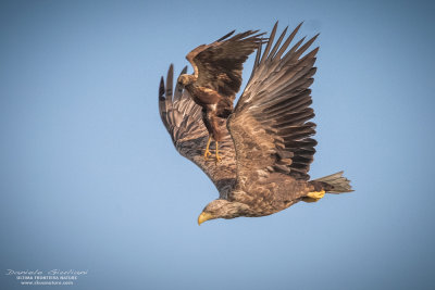 White-taile eagle vs Western marsh harrier