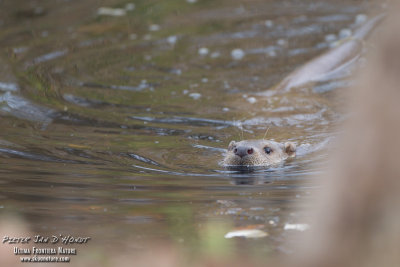 Otter on the hunt