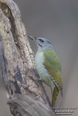 Grey-headed woodpecker