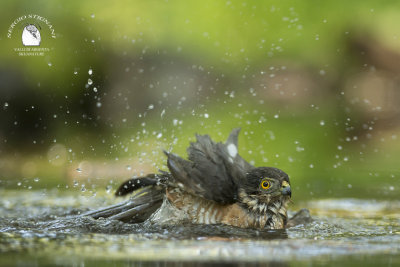 Sparrowhawk