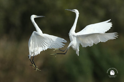 Little Egret