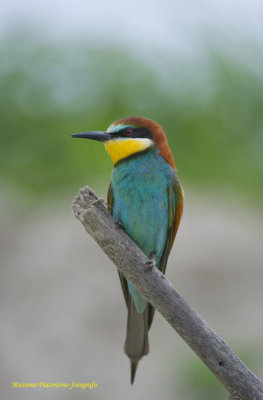 European Bee-eater 