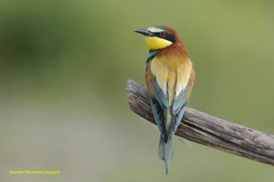 European Bee-eater 