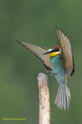 European Bee-eater 