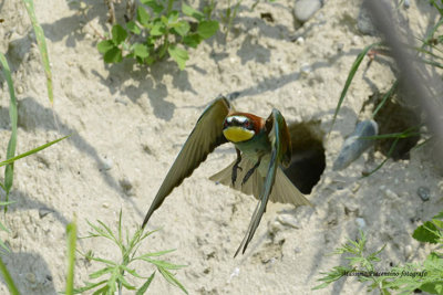 European Bee-eater 