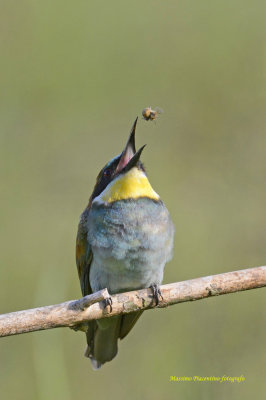 European Bee-eater 