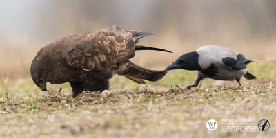 Buzzard & Hooded Crow