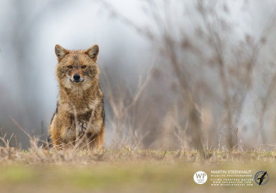 Golden jackal