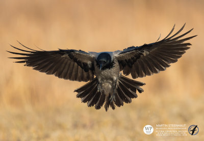 Hooded Crow