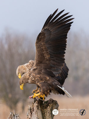 White-tailed eagles