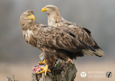 White-tailed eagles