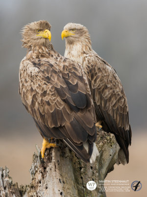 White-tailed eagles