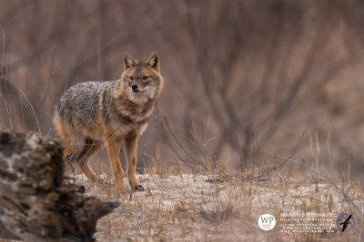 Golden jackal