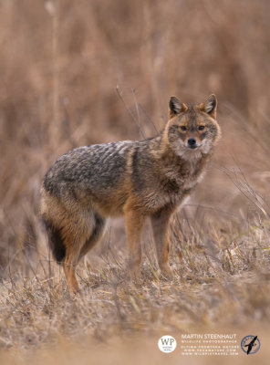 Golden jackal