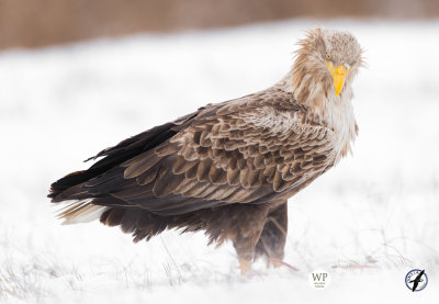 White-tailed eagle