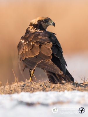 Western marsh harrier