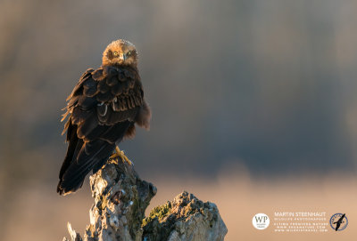 Western marsh harrier