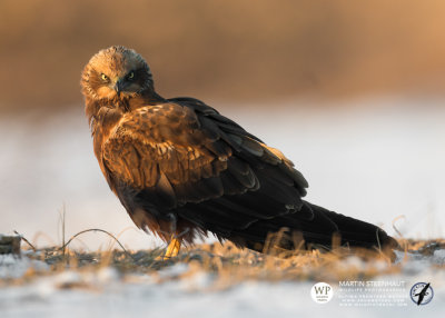 Western marsh harrier