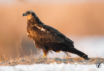 Western marsh harrier