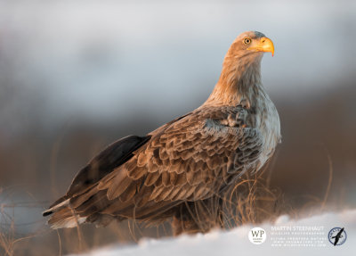 White-tailed eagle