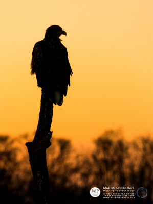 White-tailed eagle