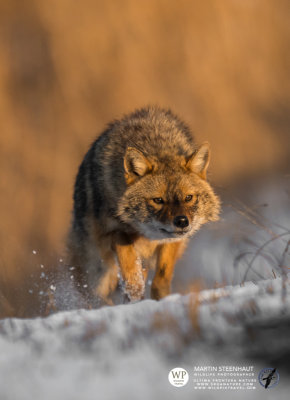 Golden jackal