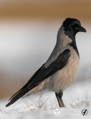 Hooded Crow