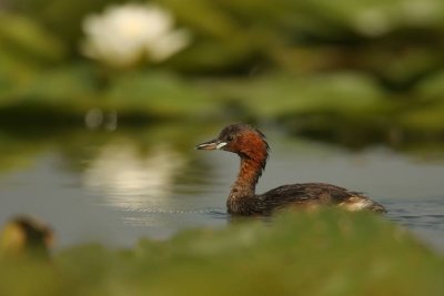 Little Grebe